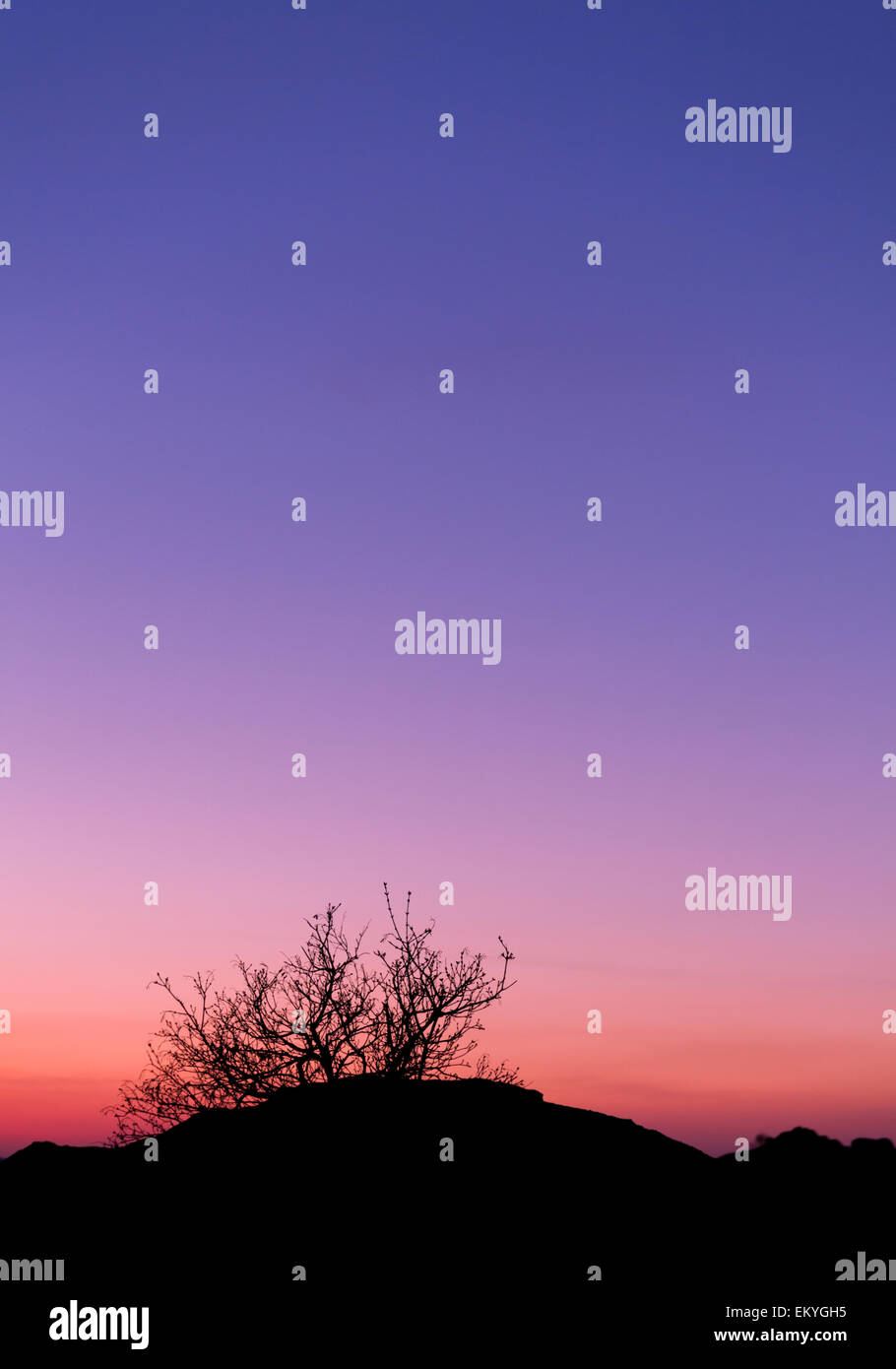 Bella immagine orizzontale con alberi silhouette al tramonto in primavera in Ucraina Foto Stock