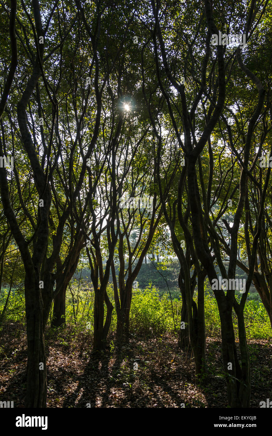 Sole che splende attraverso la struttura ad albero corone Foto Stock