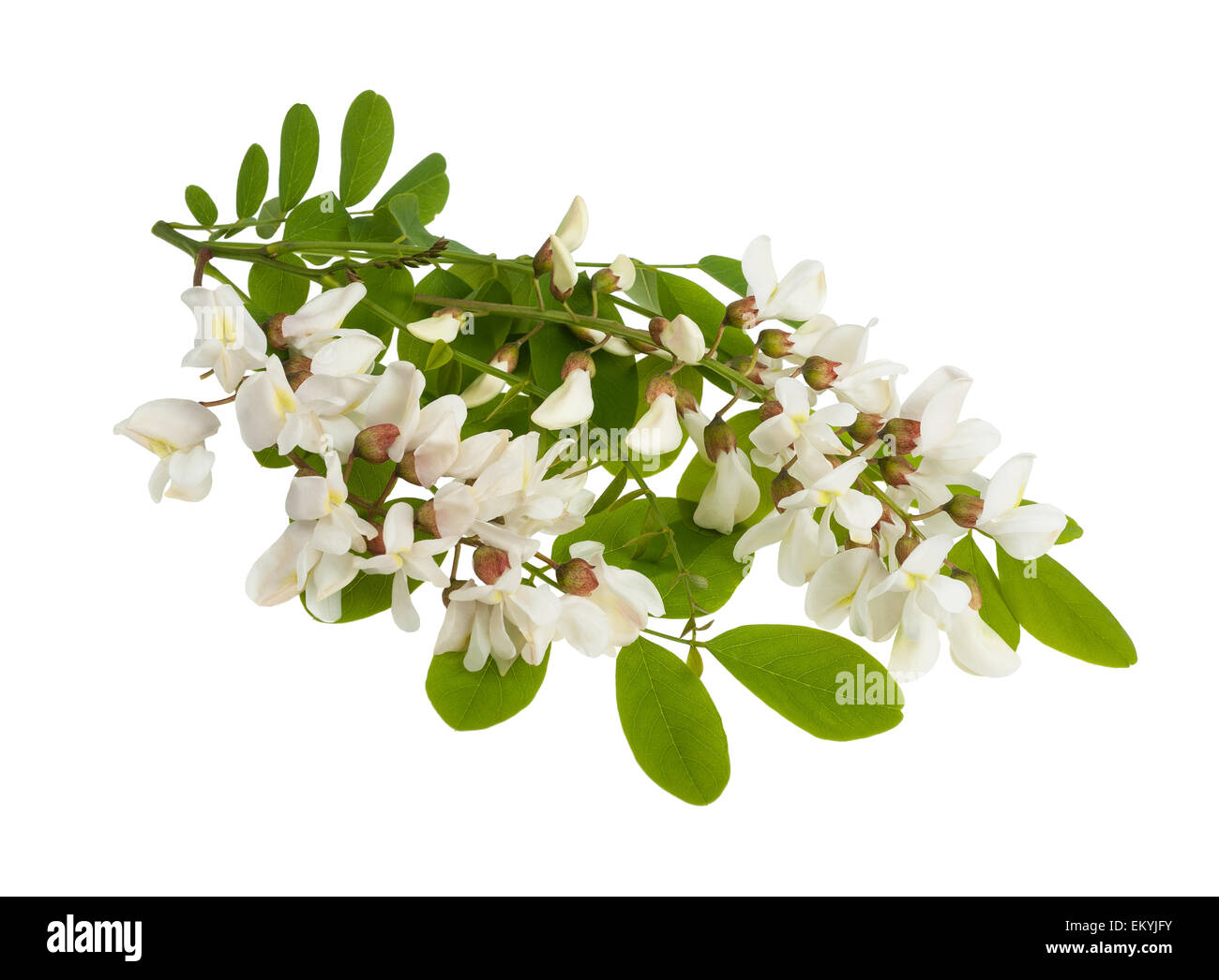 Robinia ramo con fiori di colore bianco isolato su bianco Foto Stock