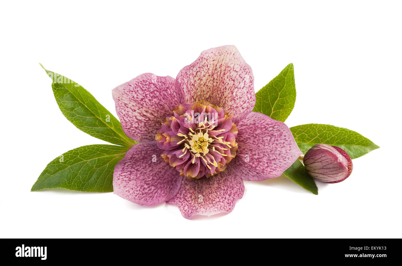 L'elleboro fiore con bud isolato su bianco Foto Stock
