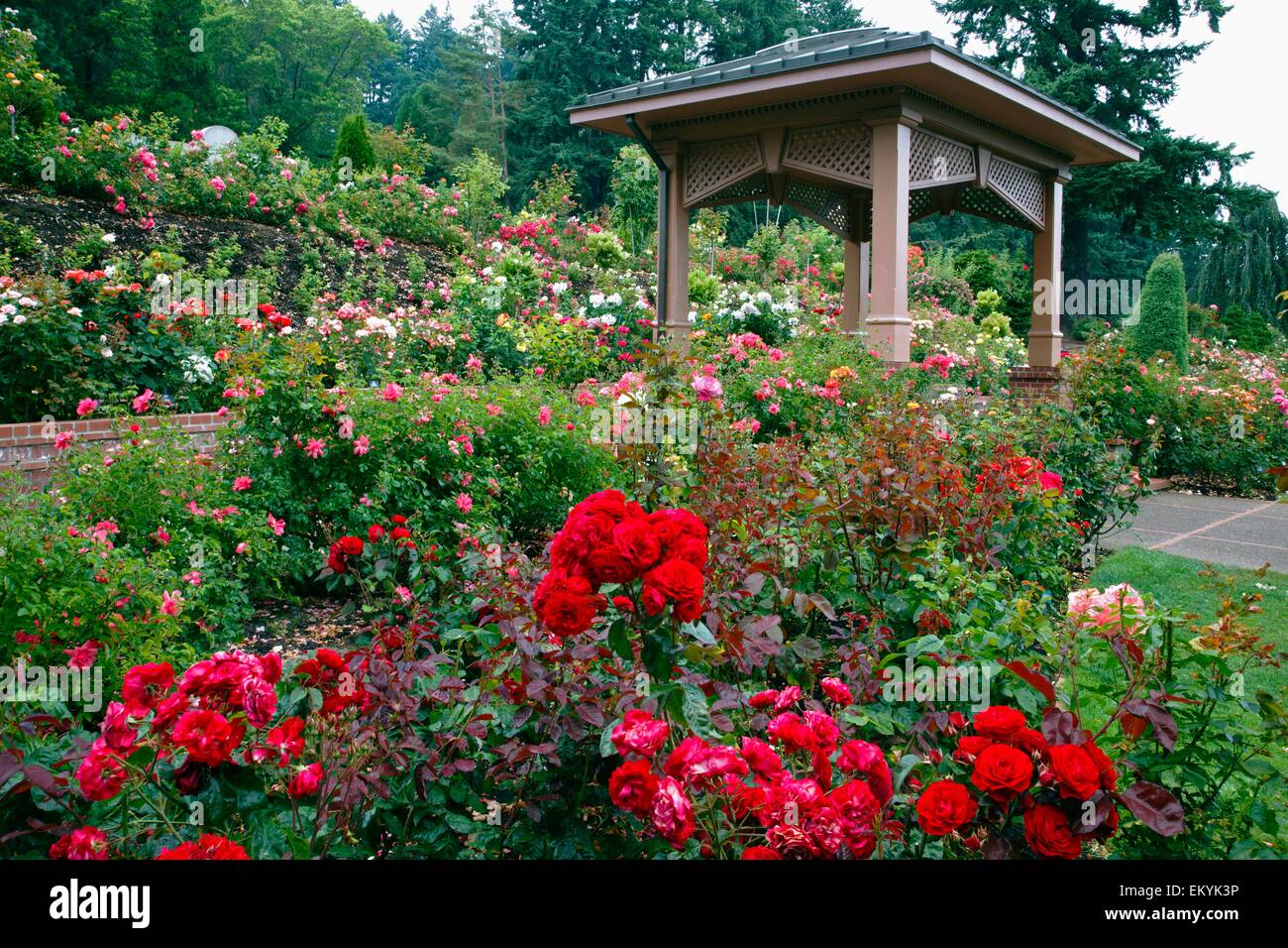 Portland Rose Garden; Portland, Oregon, Stati Uniti d'America Foto Stock