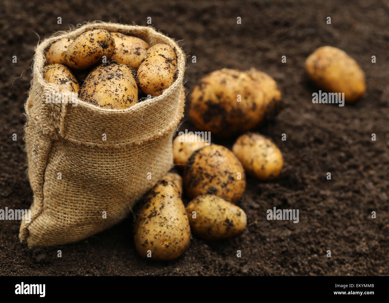 Appena raccolti di patate con sacco di iuta Foto Stock