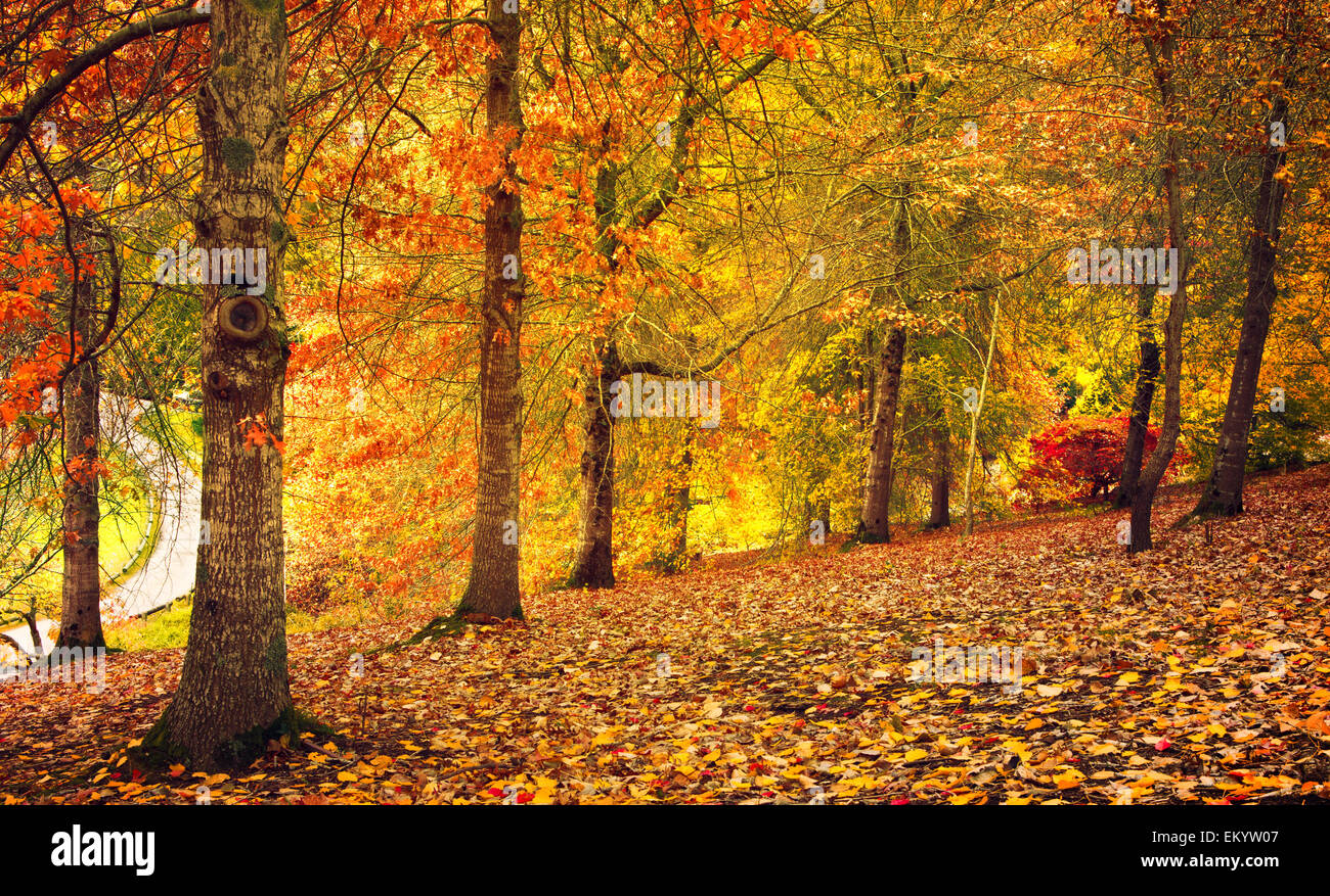 Passeggiata di autunno Foto Stock