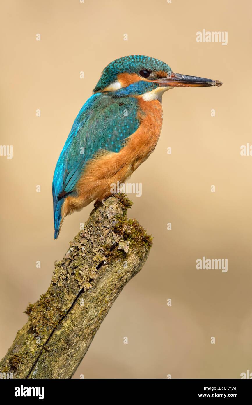 Kingfisher (Alcedo atthis), femmina, adulto, sul belvedere, Illertal, Alta Svevia, Baden-Württemberg, Germania Foto Stock