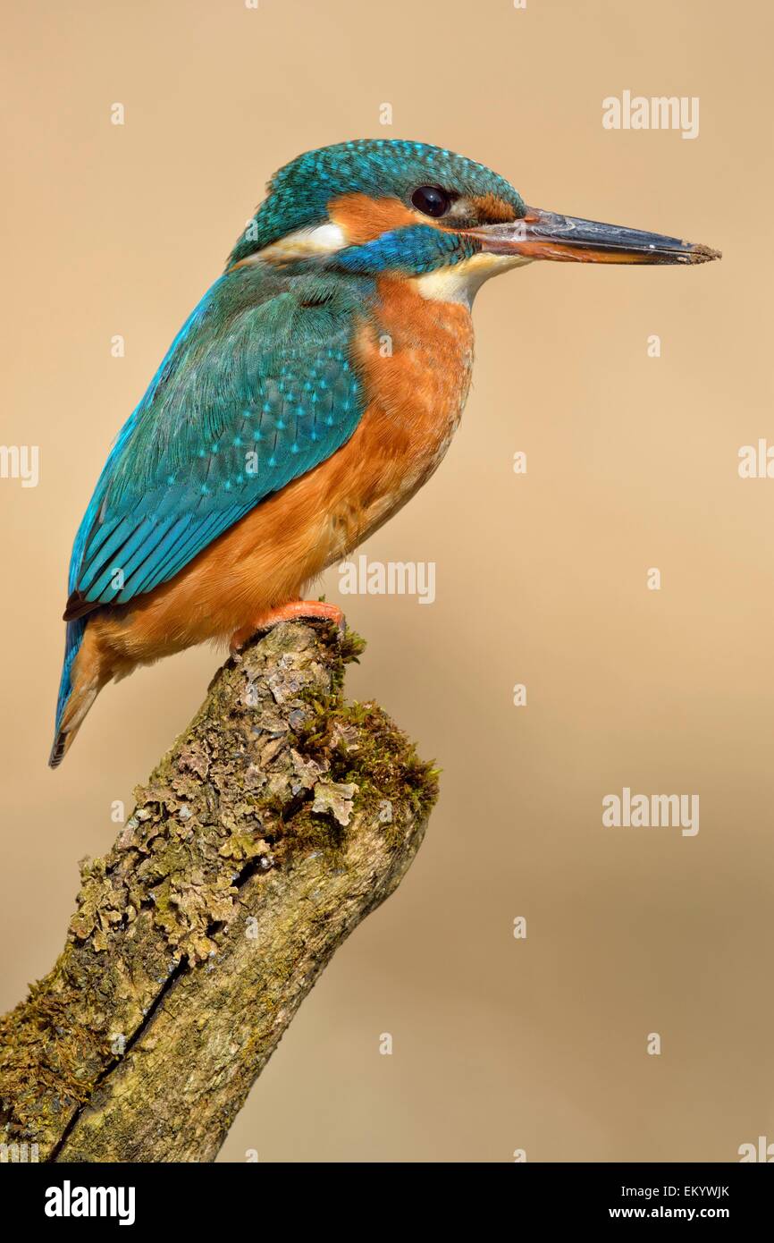 Kingfisher (Alcedo atthis), femmina, adulto, sul belvedere, Illertal, Alta Svevia, Baden-Württemberg, Germania Foto Stock