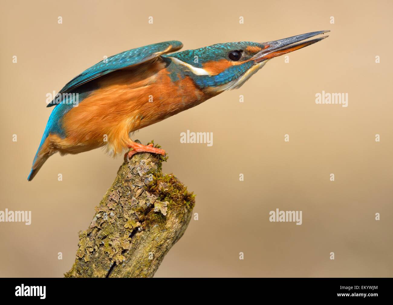 Kingfisher (Alcedo atthis), femmina, adulto, in una posizione difensiva, Illertal, Alta Svevia, Baden-Württemberg, Germania Foto Stock
