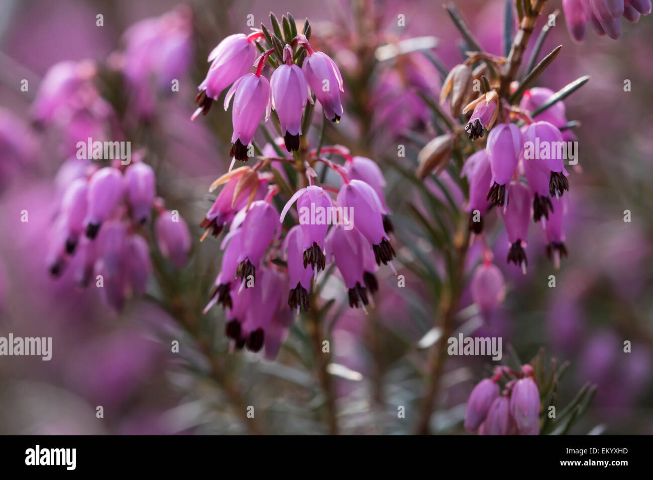 Inverno heath (Erica carnea) fiori, Alta Baviera, Baviera, Germania Foto Stock