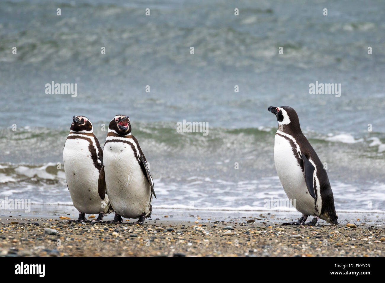 I pinguini di Magellano (Spheniscus magellanicus), Seno Otway, Regione XII Región de Magallanes y de la Antártica Chilena, Foto Stock