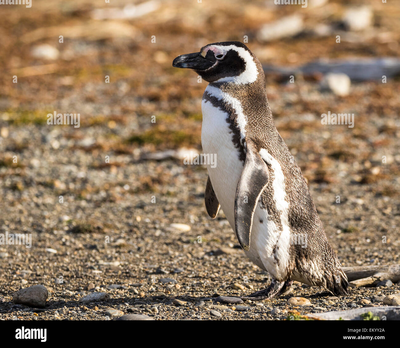 Magellanic penguin (Spheniscus magellanicus), Seno Otway, Regione XII Región de Magallanes y de la Antártica Chilena, Foto Stock
