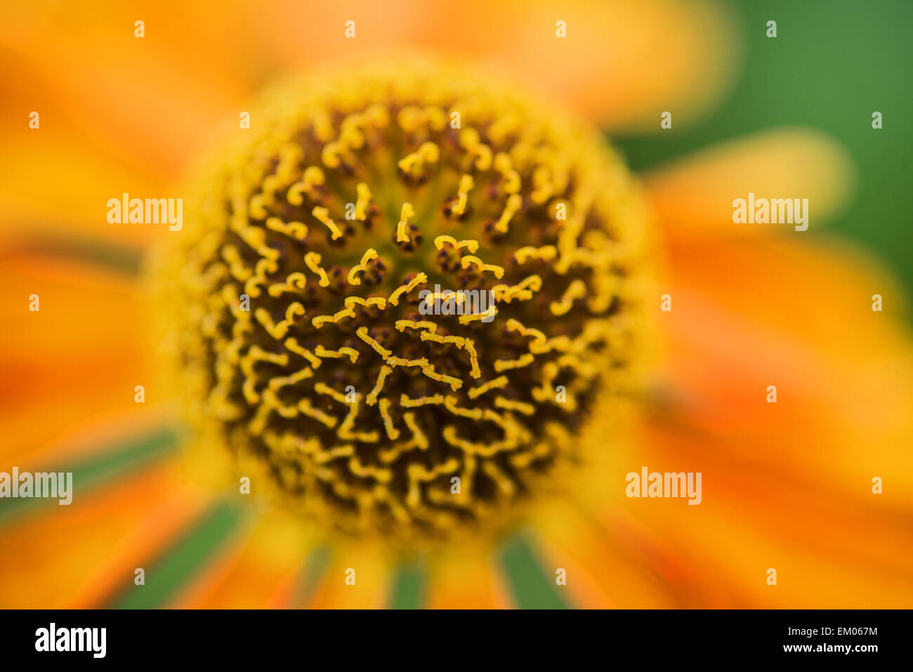 Immagine Macro Black Eyed Susan estate fiore Foto Stock