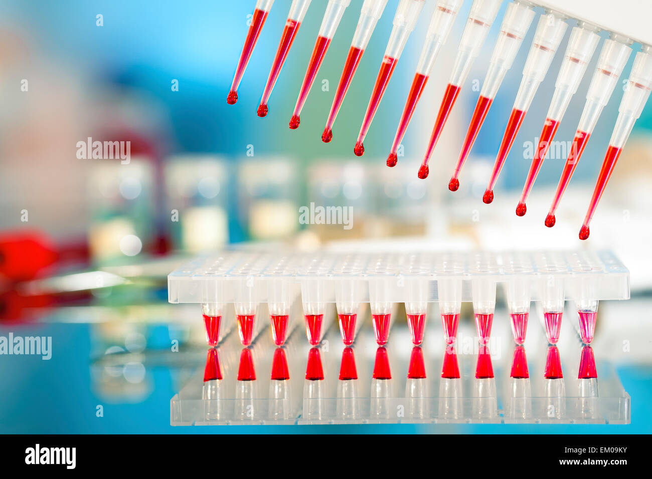 Strumenti per l'amplificazione mediante PCR del DNA: piastra a 96 pozzetti e automatico Foto Stock