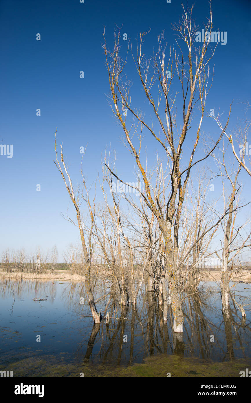 Vecchi alberi sulla banca del fiume contro il cielo blu Foto Stock