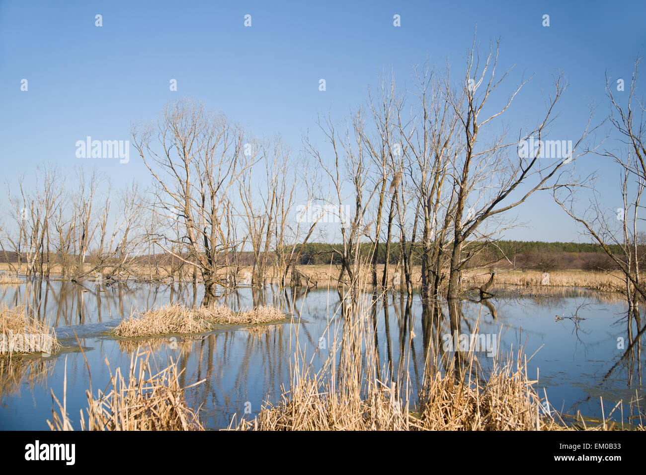 Vecchi alberi sulla banca del fiume contro il cielo blu Foto Stock