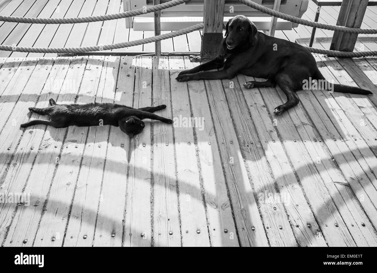 Senzatetto nero di cane e di gatto sono in appoggio all'ombra su una passerella in legno Foto Stock
