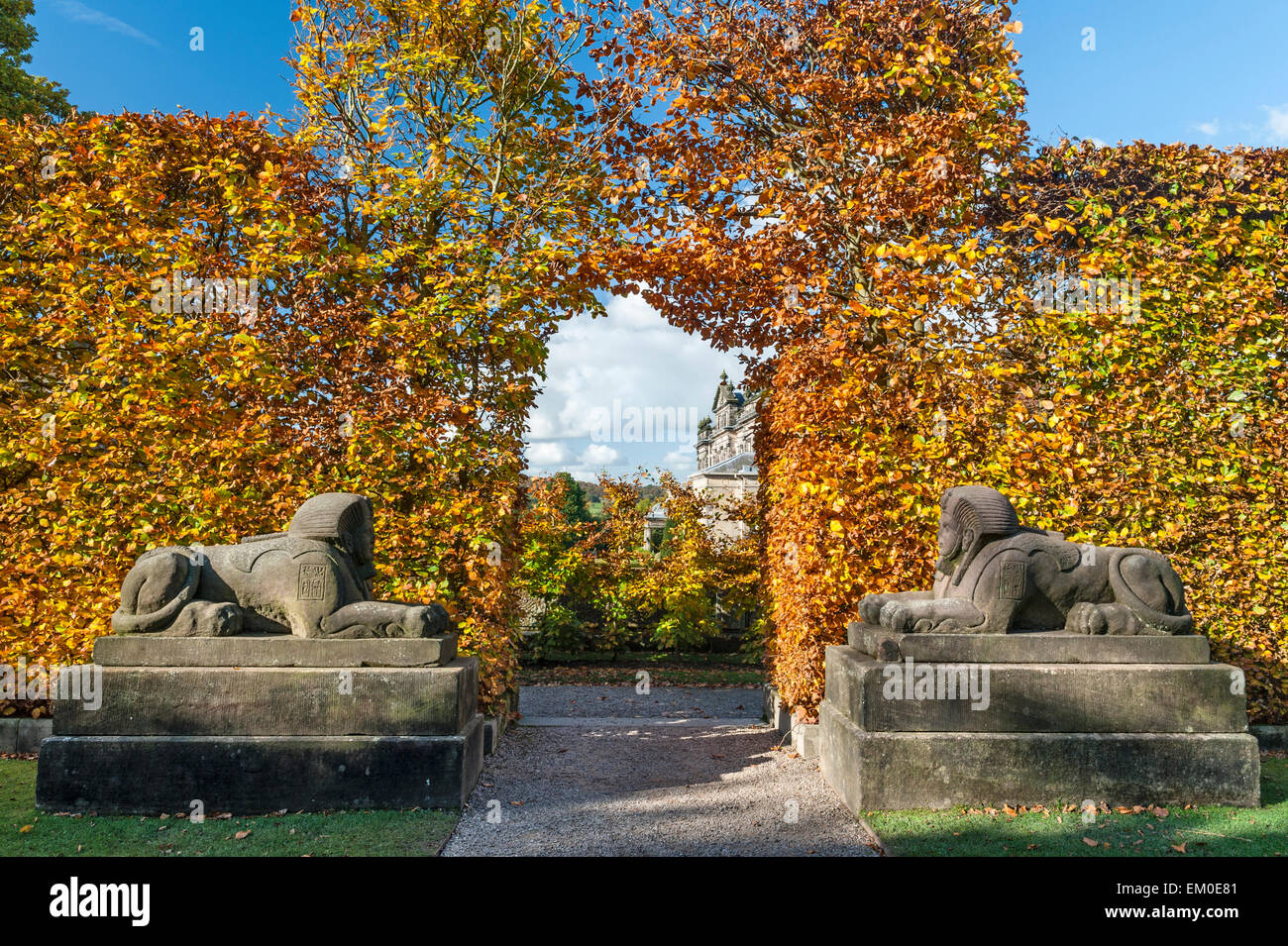 Biddulph Grange giardino, Staffordshire, Regno Unito, in autunno. Una coppia di sfingi di pietra nel "Egitto" giardino, con agganciato il faggio hedge Foto Stock