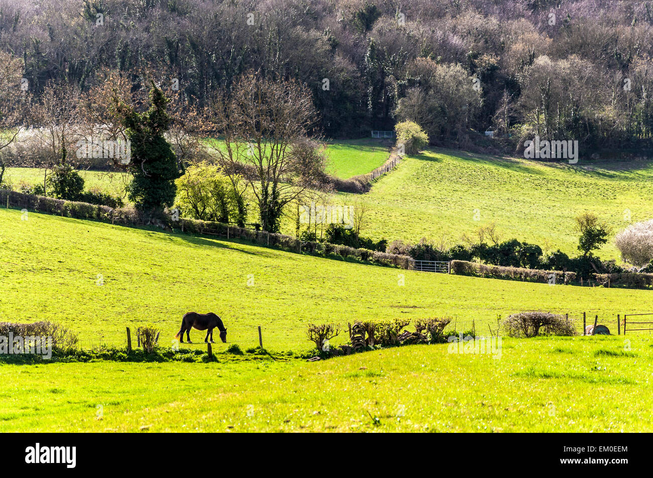 Cavallo al pascolo su erba in un campo Foto Stock