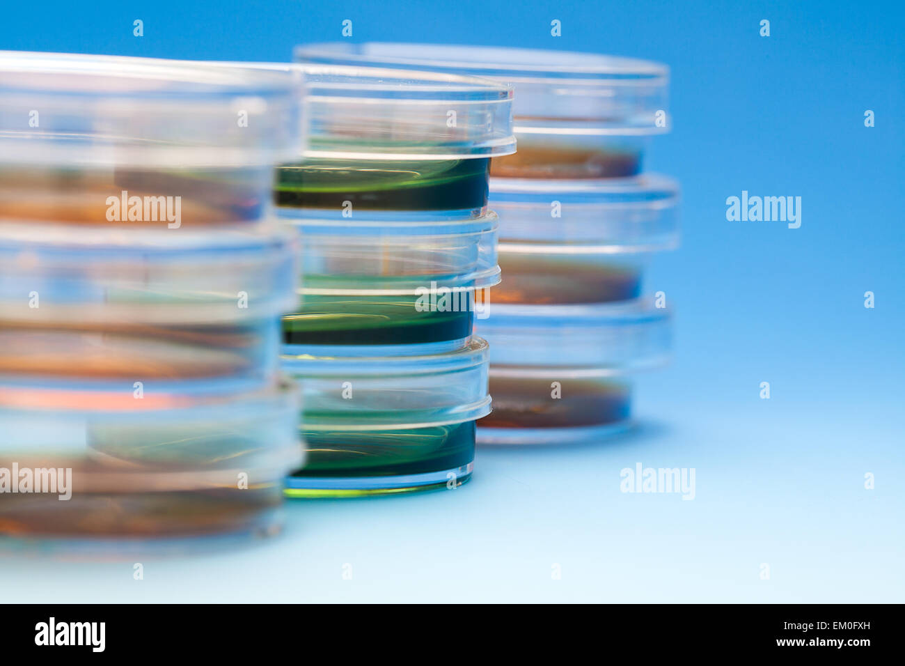 Capsule di Petri in laboratorio della clinica Foto Stock