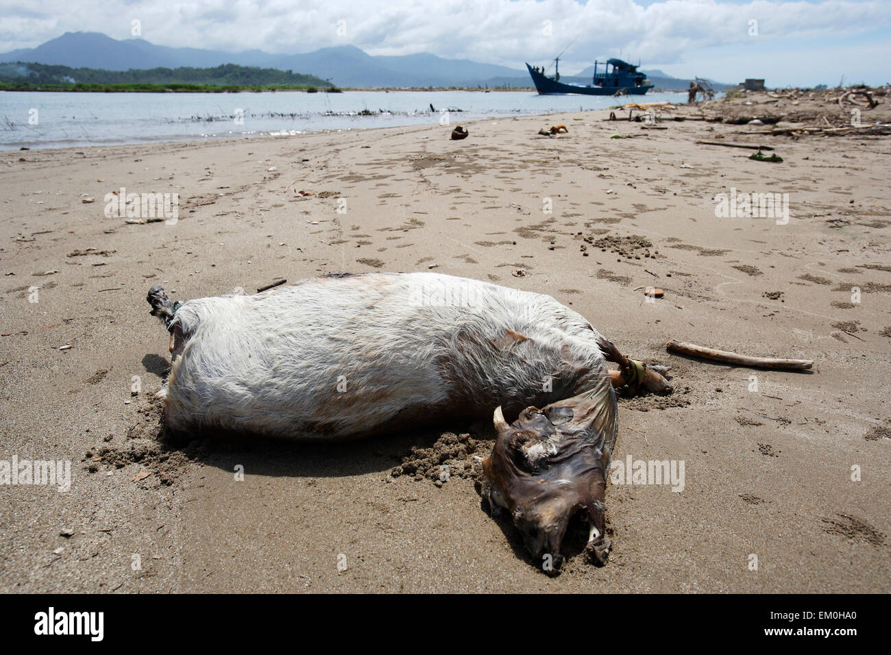 Una capra morto giace su di una spiaggia a pochi giorni dopo l'Oceano  Indiano del terremoto e dello tsunami nel 2004; la provincia di Aceh,  Indonesia Foto stock - Alamy