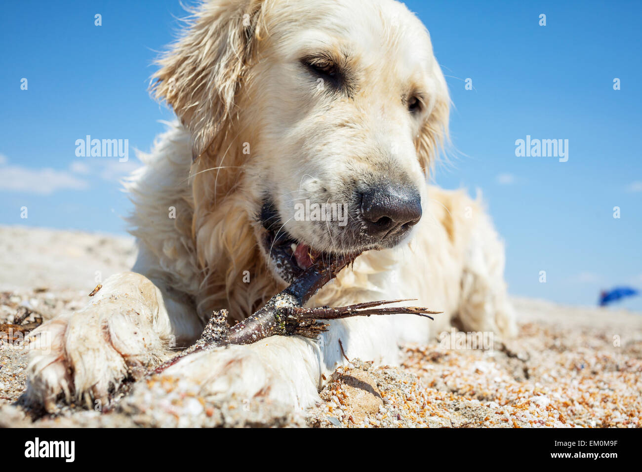 Retriver Foto Stock