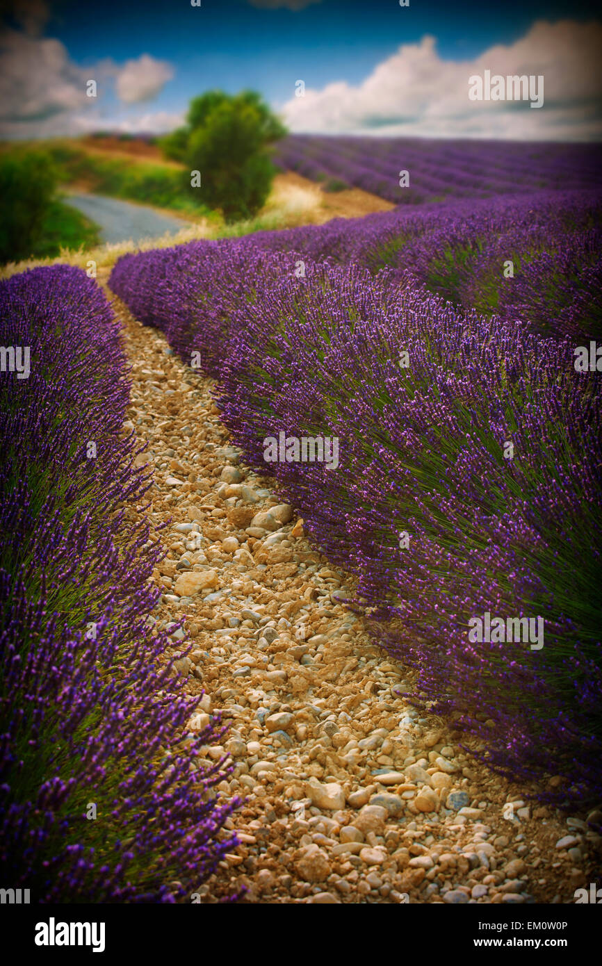 campo di lavanda Foto Stock