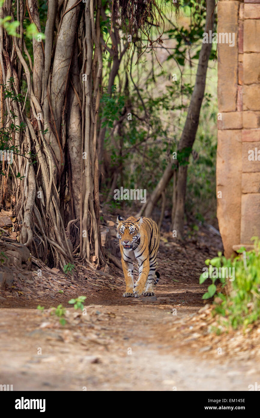 Tigre del Bengala a piedi attraverso un antico cancello che è circondato da enormi alberi di banyan, a Ranthambhore foresta. Foto Stock