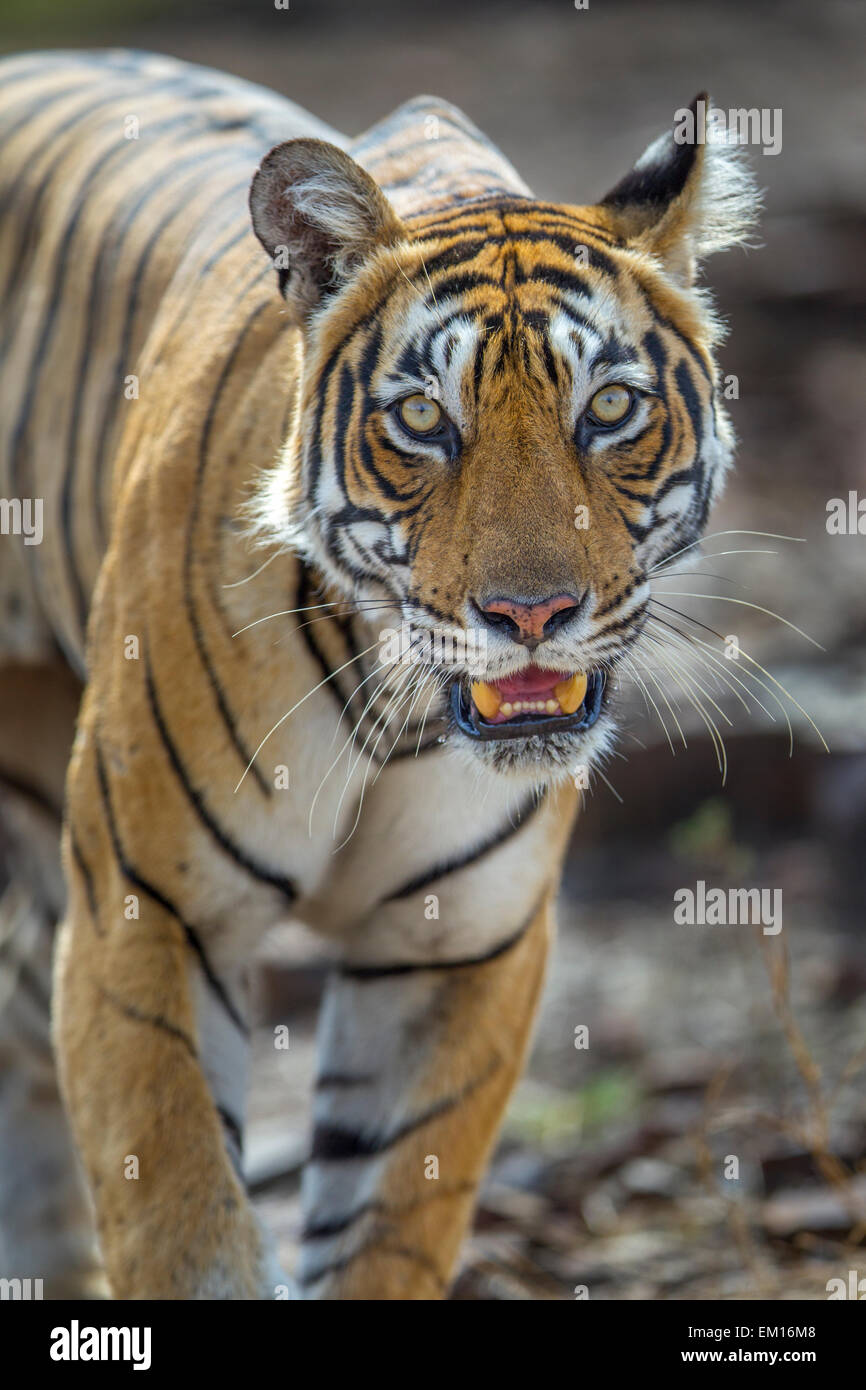 Tigre del Bengala fissando Ranthambhore foresta, India. [Panthera Tigris] Foto Stock