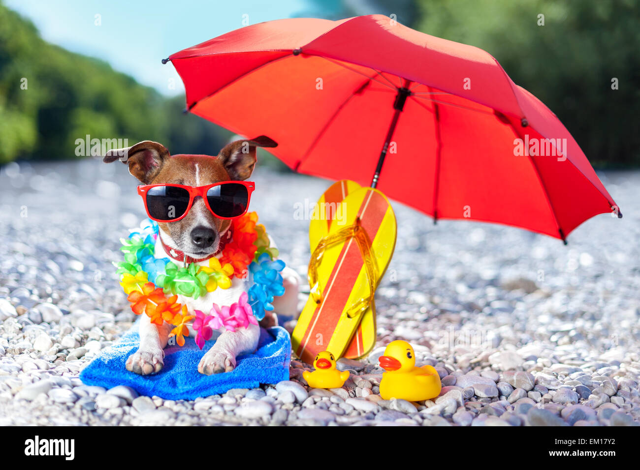 cane della spiaggia Foto Stock