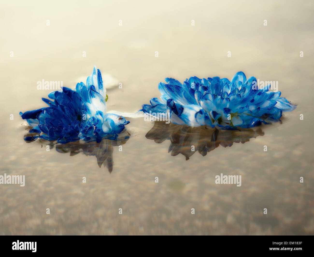 Fiori blu galleggianti in acqua. Foto Stock