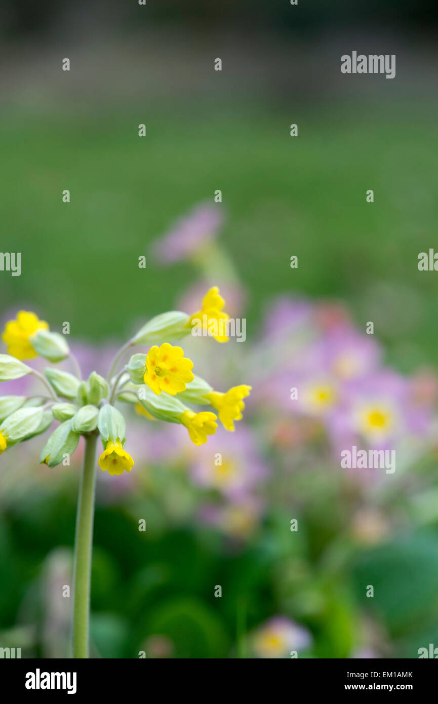 Primula veris. Cowslip fiori in primavera. Regno Unito Foto Stock