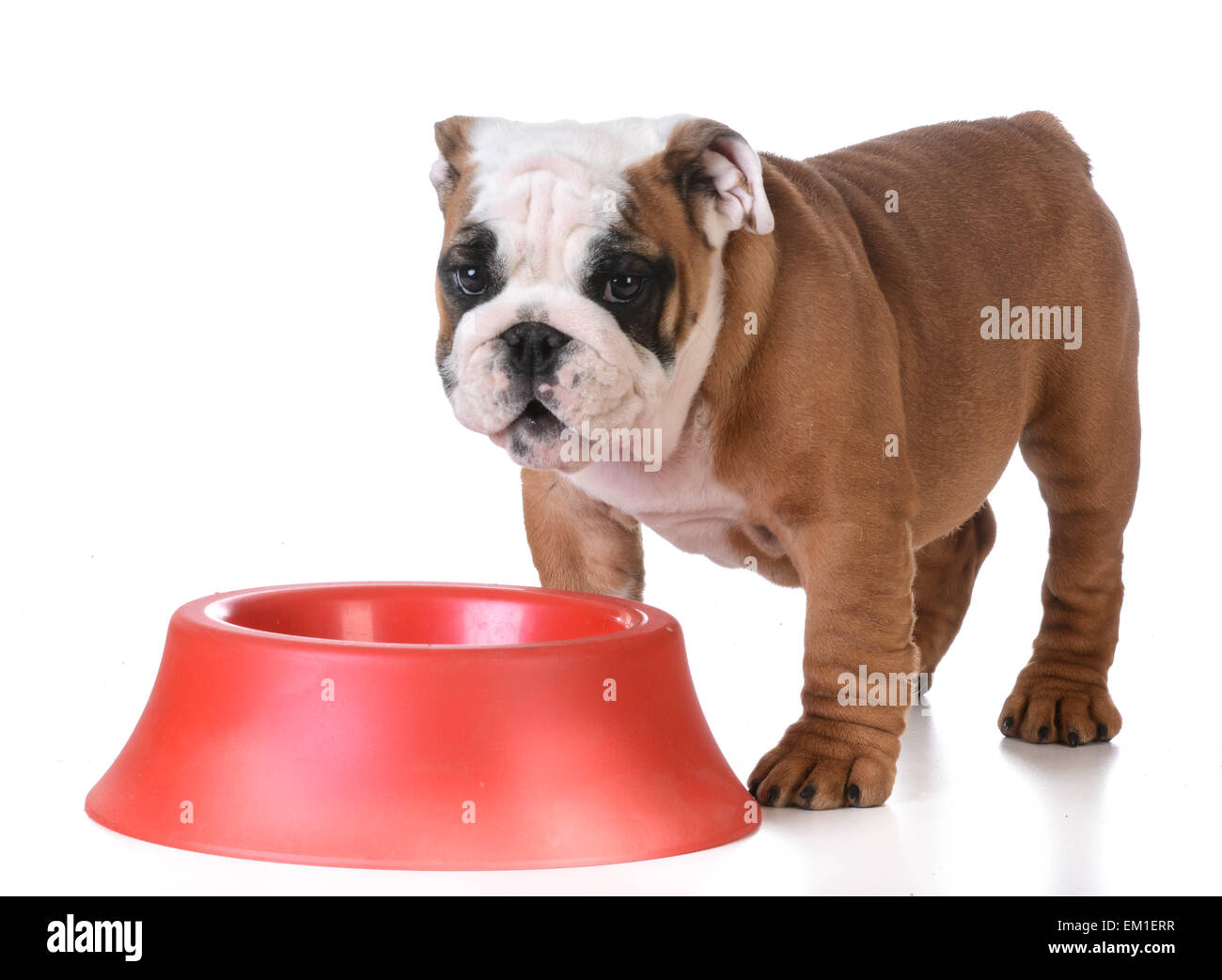 Alimentazione del cane - bulldog cucciolo in piedi alla ciotola del cane in attesa di essere alimentato Foto Stock