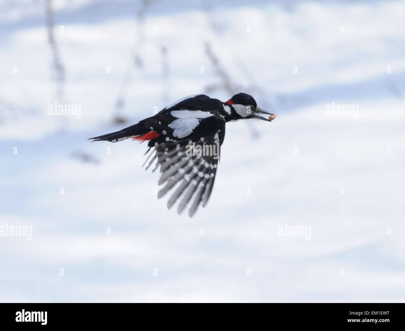 Flying Picchio rosso maggiore Foto Stock