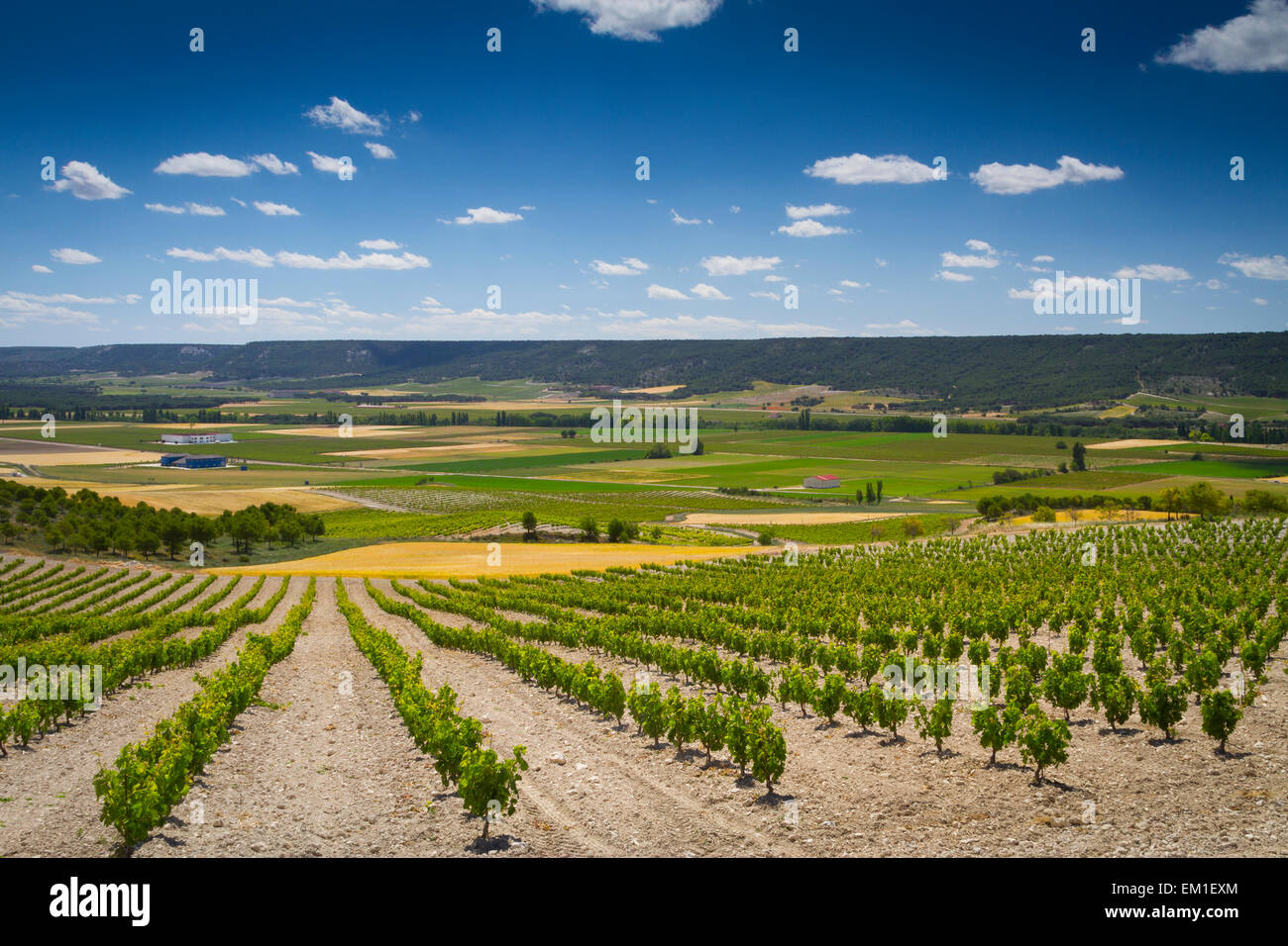 Vigneto. Olivares de Duero village. Ribera de Duero regione dei vini. A Valladolid. Castiglia e Leon. La Spagna, l'Europa. Foto Stock