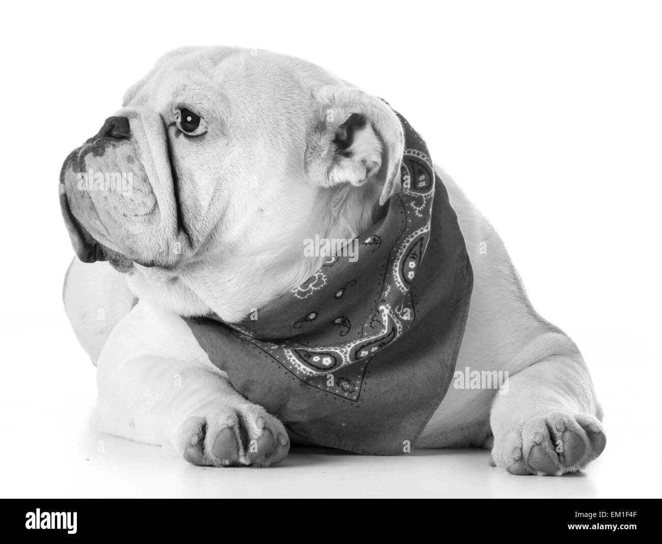 Grazioso cucciolo - bulldog cucciolo indossando bandana Foto Stock