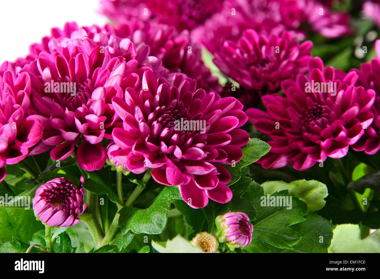 Bouquet di crisantemi isolato Foto Stock