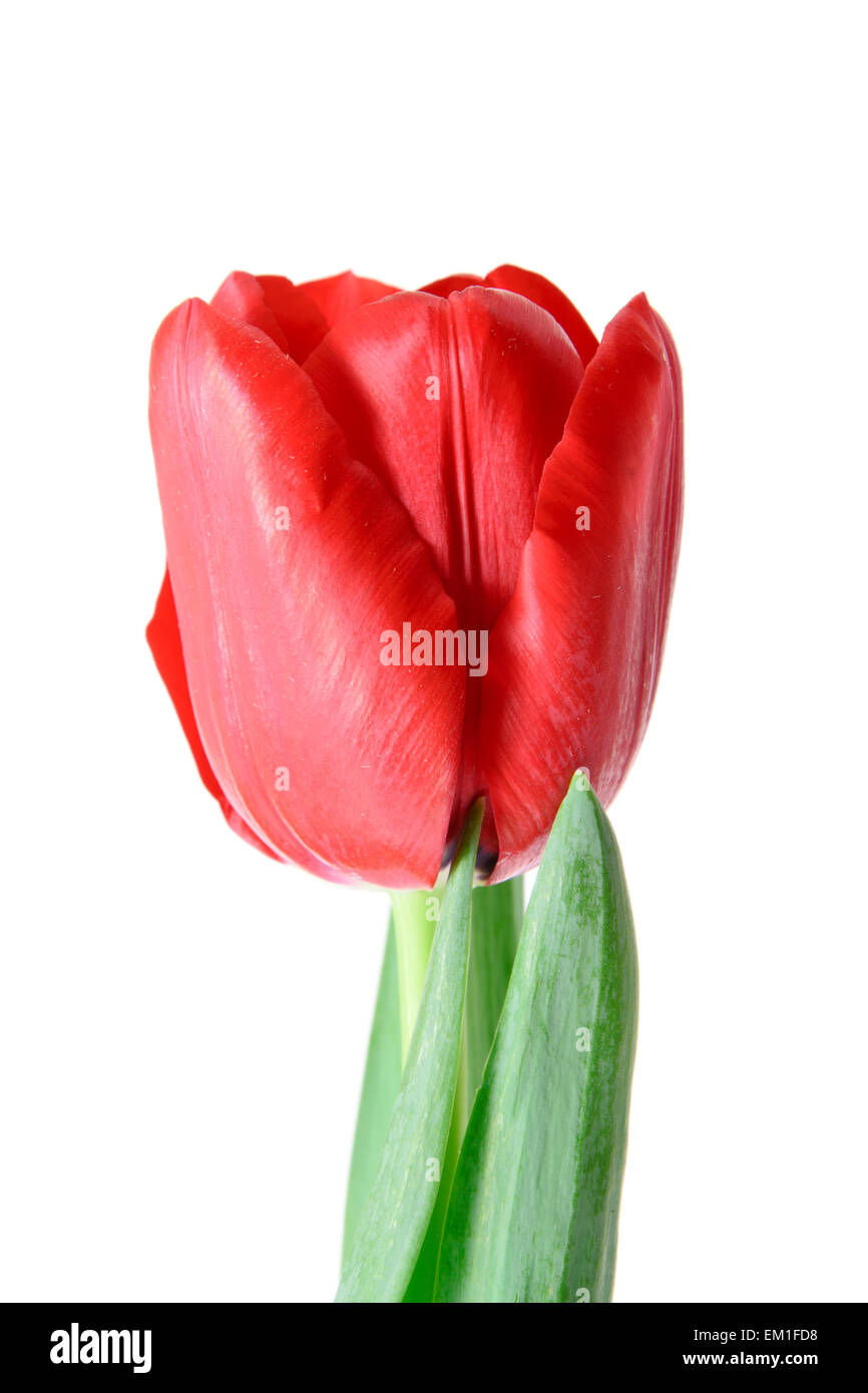Bel rosso tulipano. Isolato Foto Stock