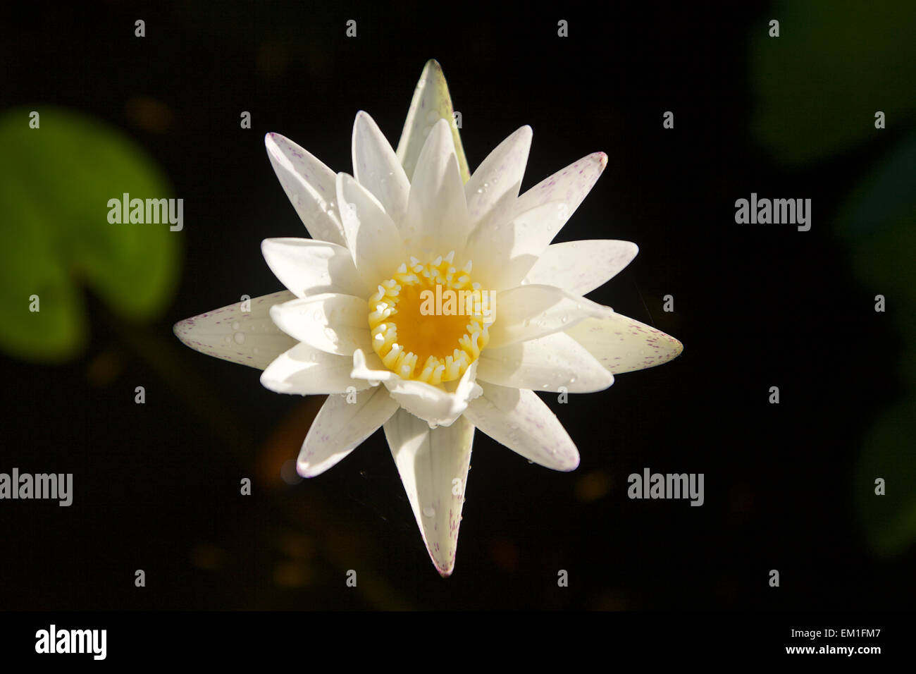 Chiudere fino a un bianco acqua Lilly Foto Stock