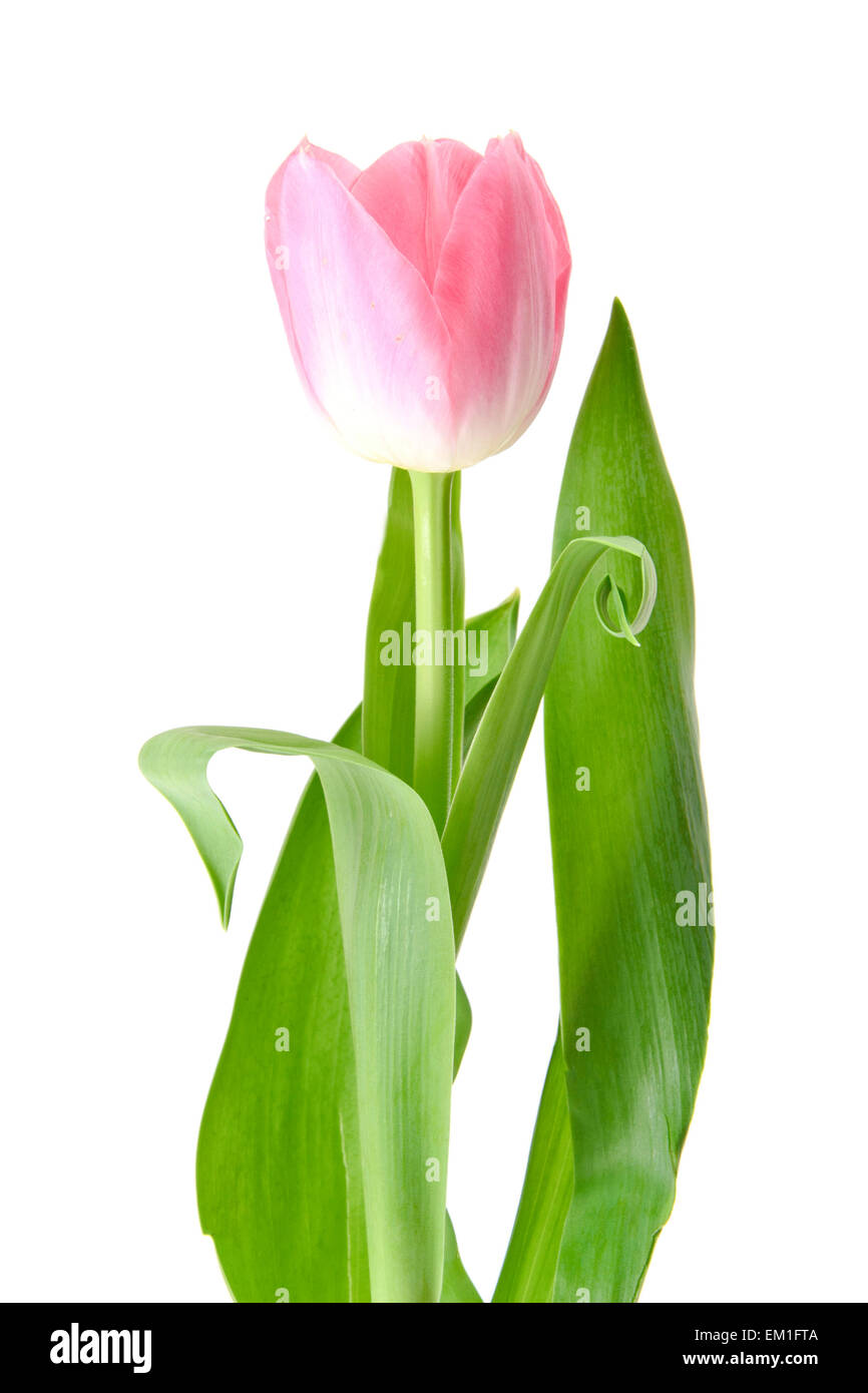 Di un bel colore rosa Tulip. Isolato Foto Stock