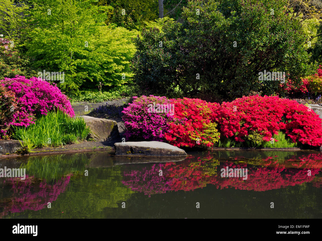 WA10286-00...WASHINGTON - azalee che riflette in una piscina a Seattle Kubota Garden City Park. Foto Stock