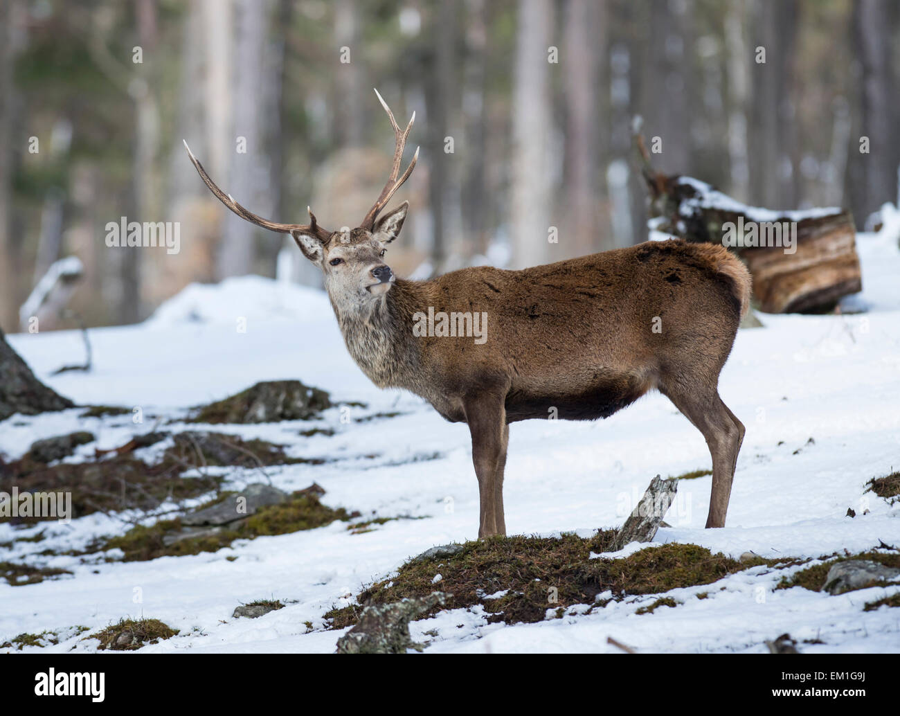 Il cervo (Cervus elaphus). Feste di addio al celibato che si muove attraverso un pino Scozzese foresta sul Alvie estate in inverno. Foto Stock