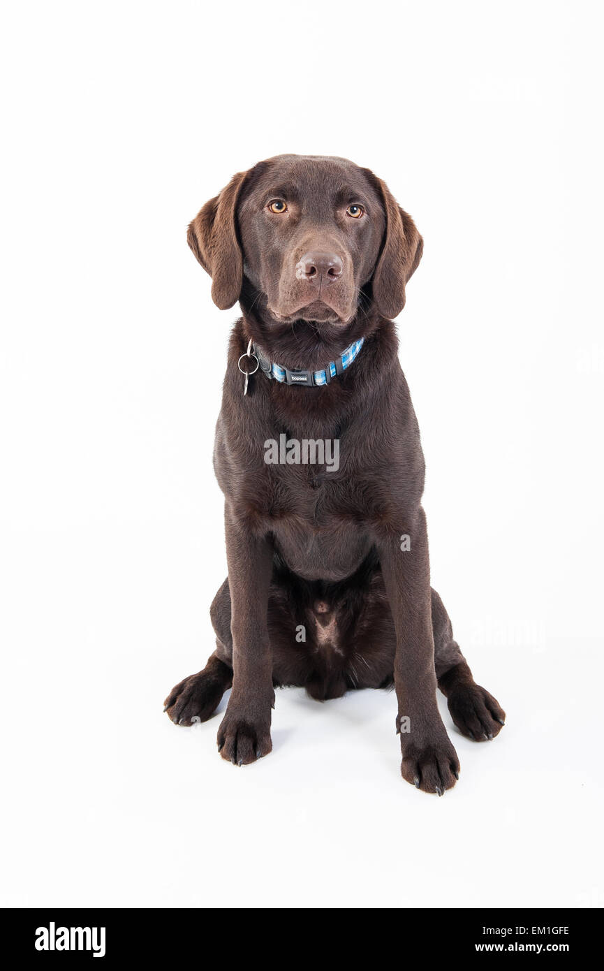 Il cioccolato Labrador retriever ritratto su sfondo bianco Foto Stock