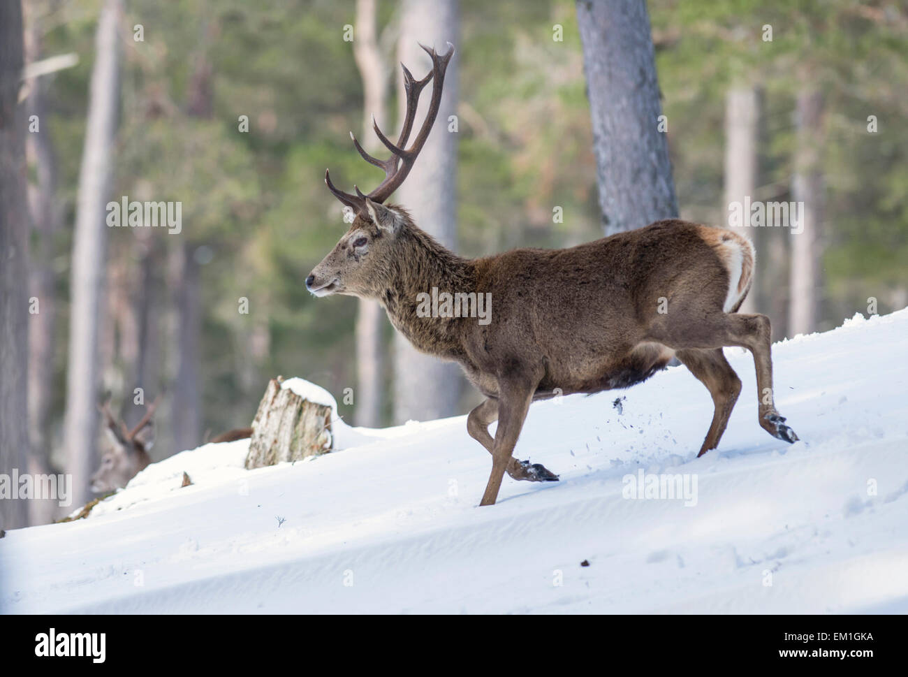 Il cervo (Cervus elaphus). Feste di addio al celibato che si muove attraverso un pino Scozzese foresta sul Alvie estate in inverno. Foto Stock