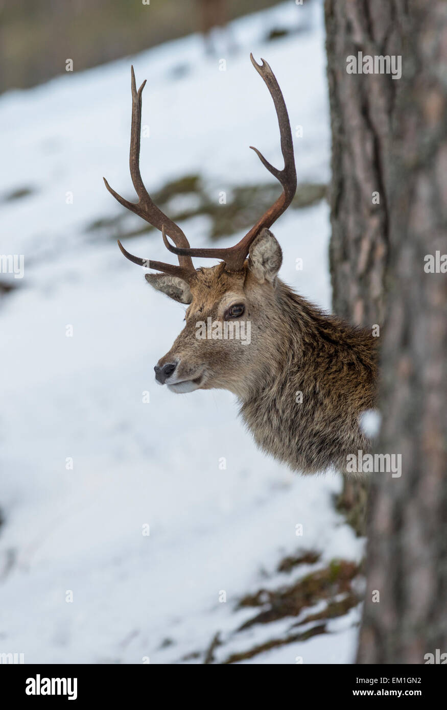 Il cervo (Cervus elaphus). Feste di addio al celibato del peering da dietro un albero sul Alvie estate in Scozia in inverno. Foto Stock
