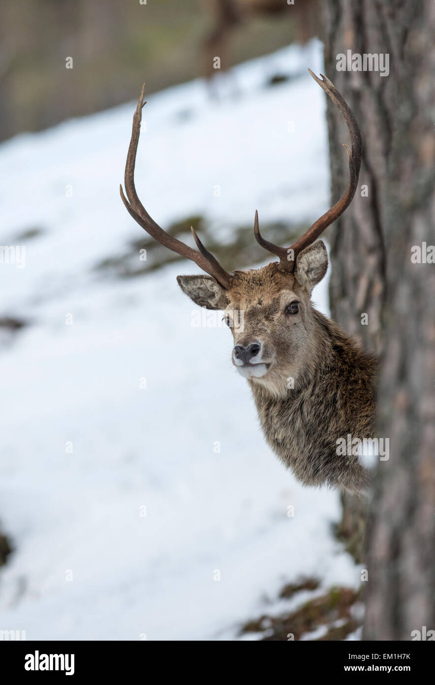 Il cervo (Cervus elaphus). Feste di addio al celibato del peering da dietro un albero, sul Alvie estate in Scozia in inverno. Foto Stock