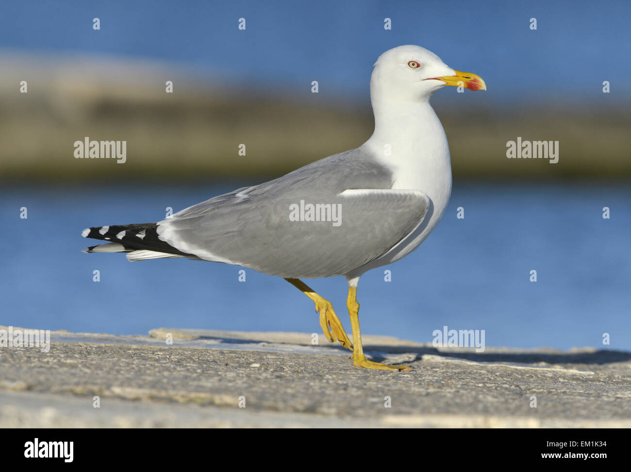 Giallo-gambe - Gabbiano Larus michahellis - estate adulto. Foto Stock