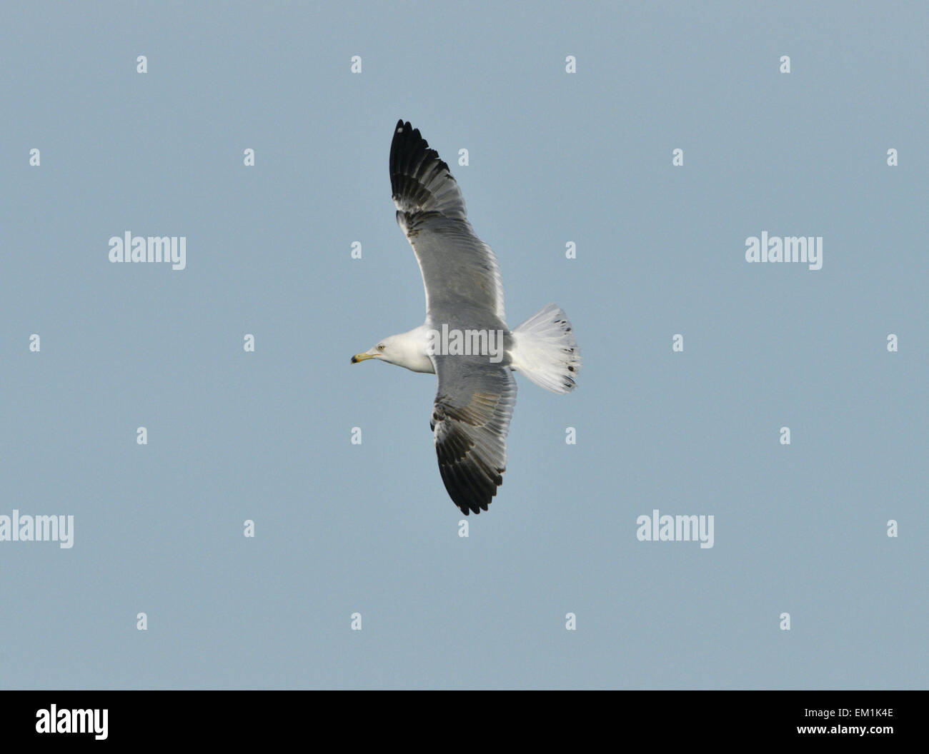 Giallo-gambe - Gabbiano Larus michahellis - 3° d'inverno. Foto Stock