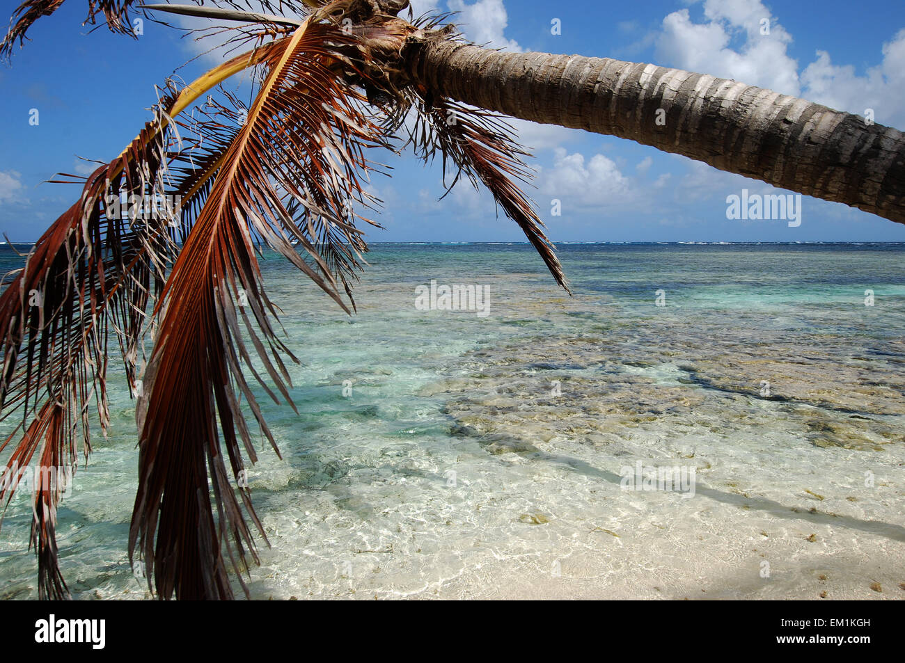 Palm tree su th spiaggia di sabbia bianca Foto Stock