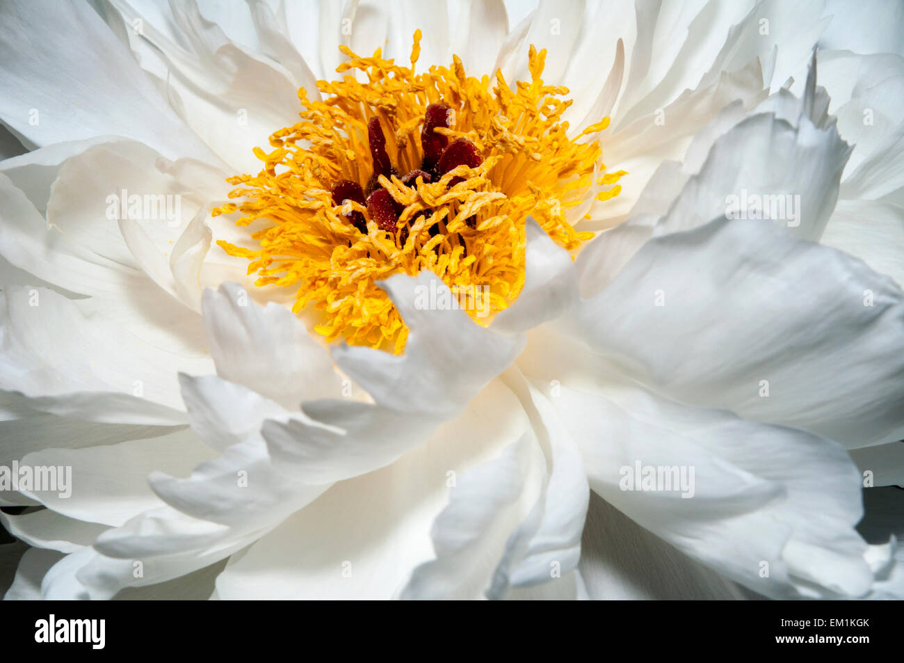 Close up white peonia fiore Foto Stock