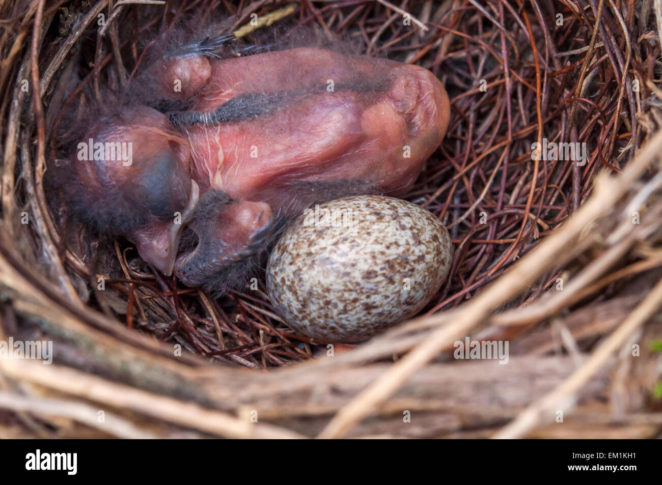 Il Cardinale bambino uccello dalle uova nel nido Foto Stock