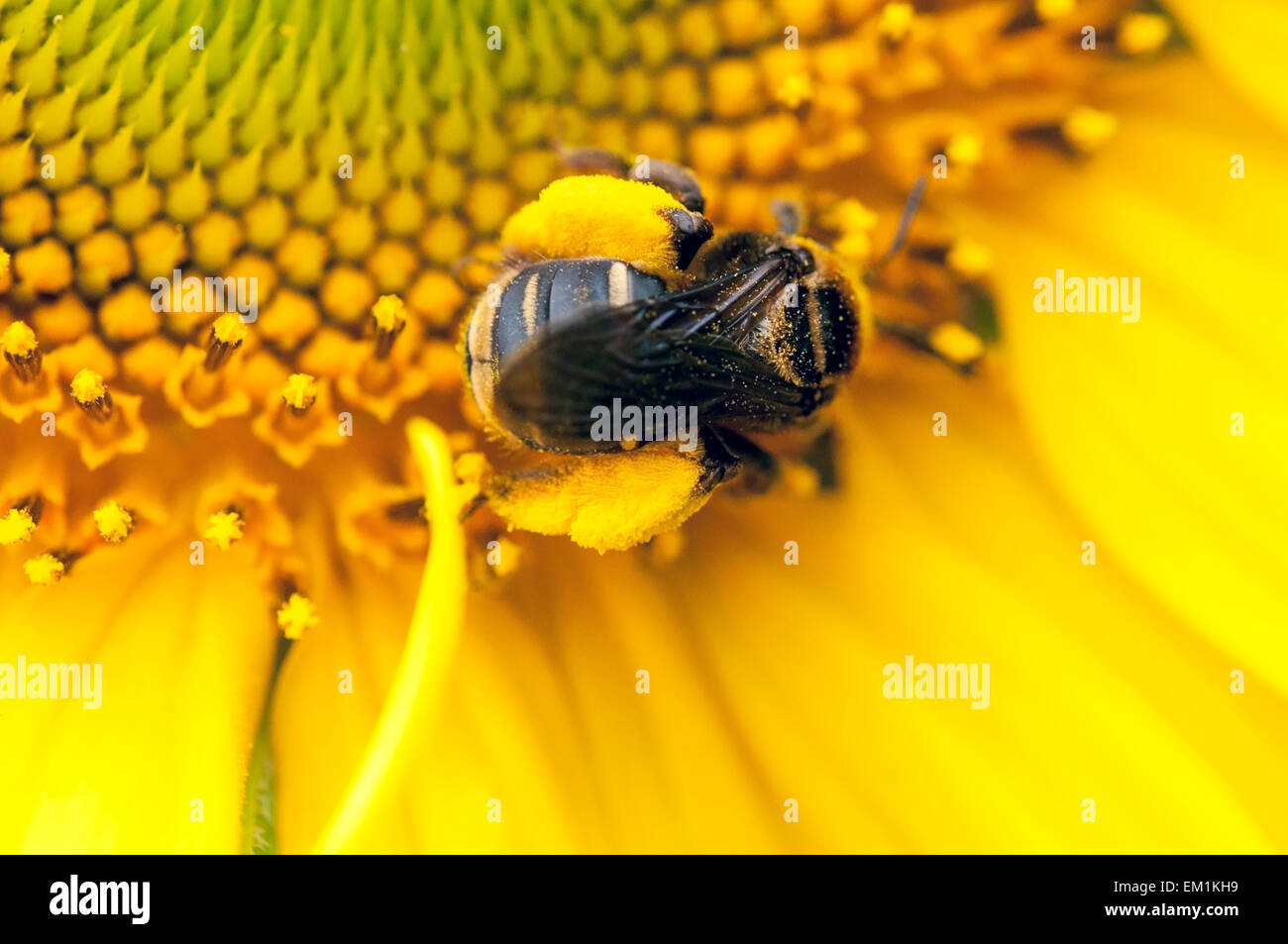 Bumblebee Girasole di polline Foto Stock