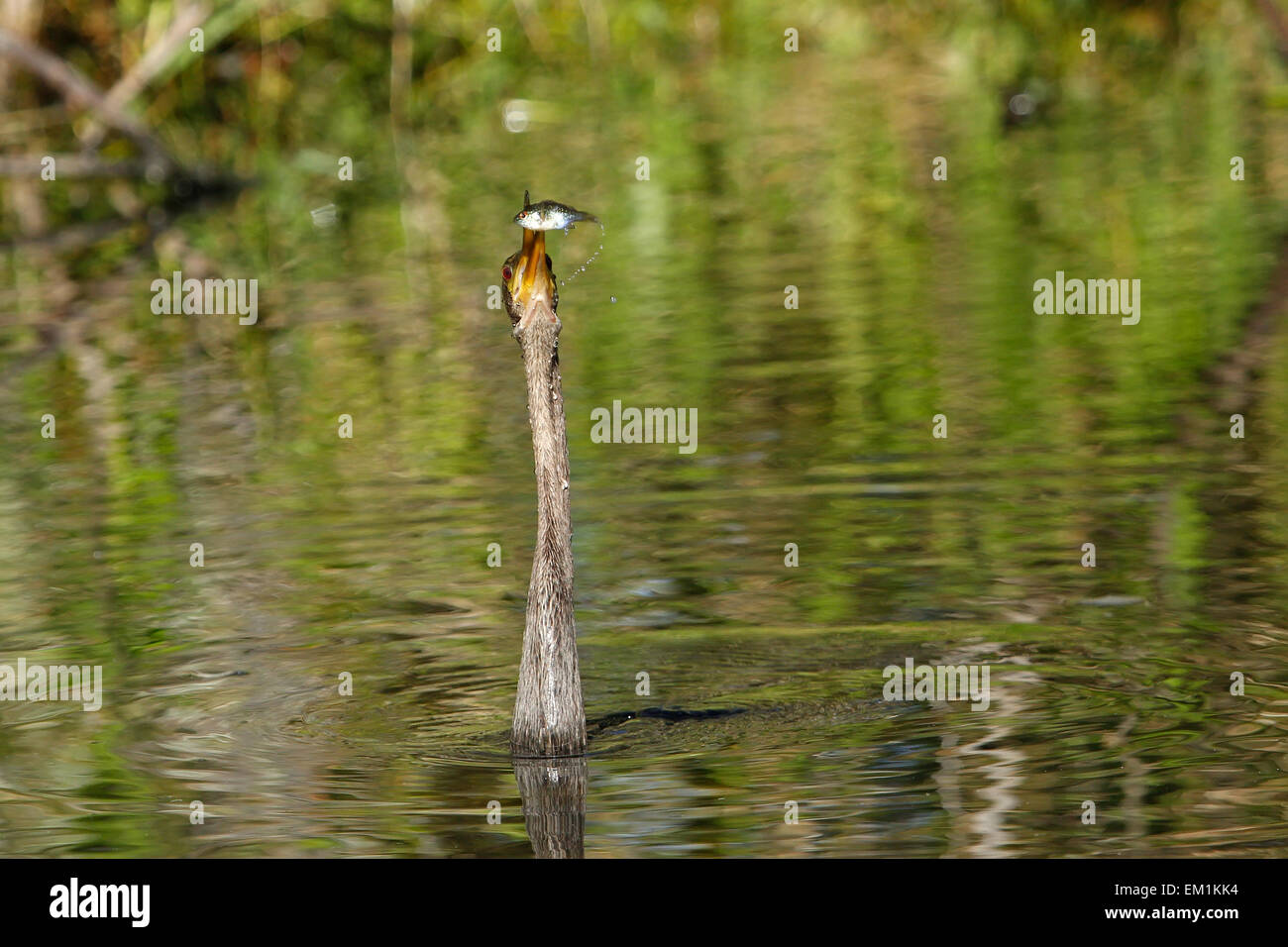 Anhinga (Anhinga anhinga) nuoto Foto Stock